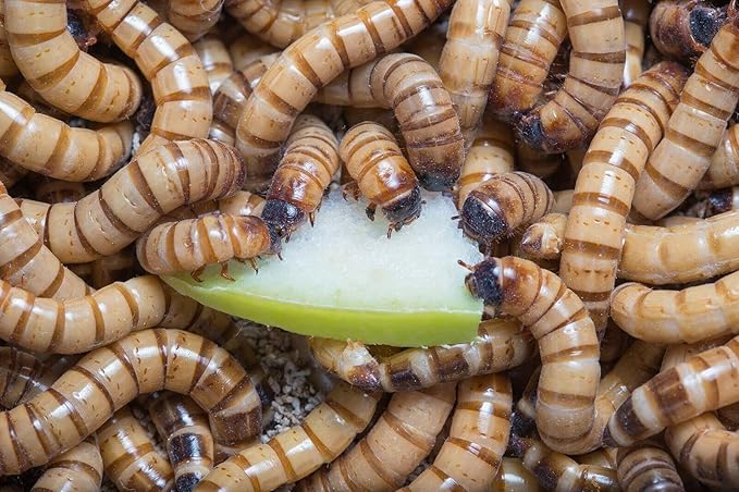 200+ Live Large Superworms - TheFrogHouse Brand - Kingworms - Zophobas Morio