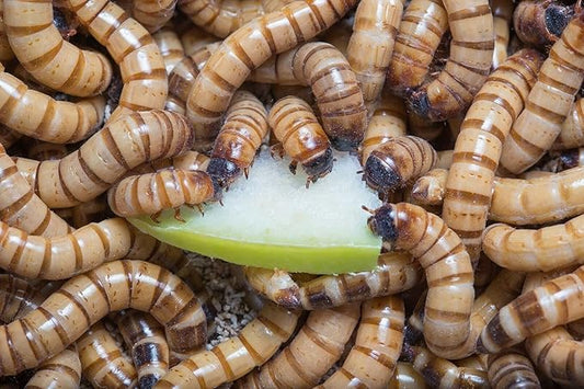 200+ Live Large Superworms - TheFrogHouse Brand - Kingworms - Zophobas Morio