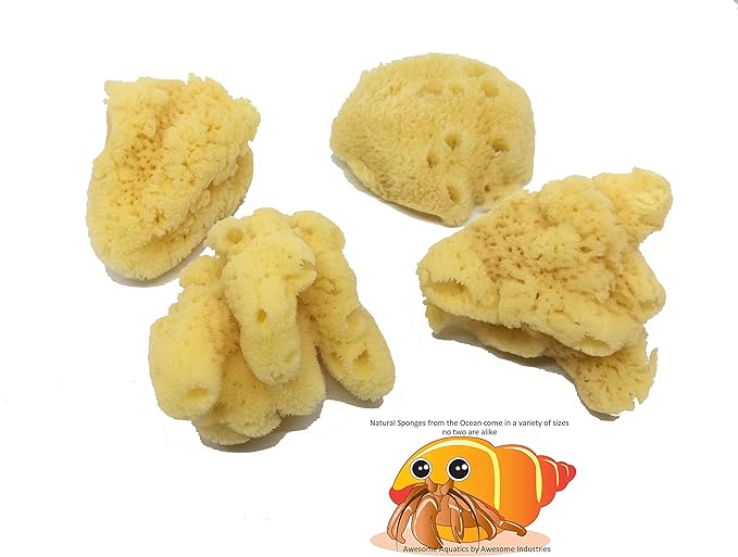 Awesome Aquatic Natural Jumbo Hermit Crab Sponges 4 Pack Natural Sea Sponge Maintains Providing Humidity Helps with Drinking Water Safety Provides Minerals and Nutrients Clean and Sterile (Jumbo 4 PK)