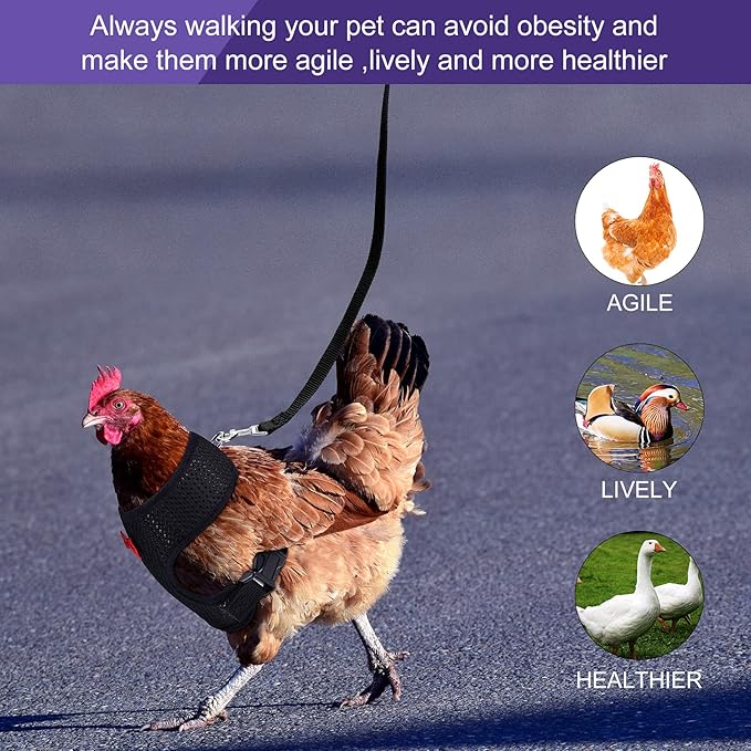 Boao 3Pieces Adjustable Chicken Harness and Leash Set Spring Summer Breathable Comfortable Elastic Hen Vest Breathable Harness for Hens Duck Goose Pet Training Walking Supplies(M,Blue, Black, Purple)