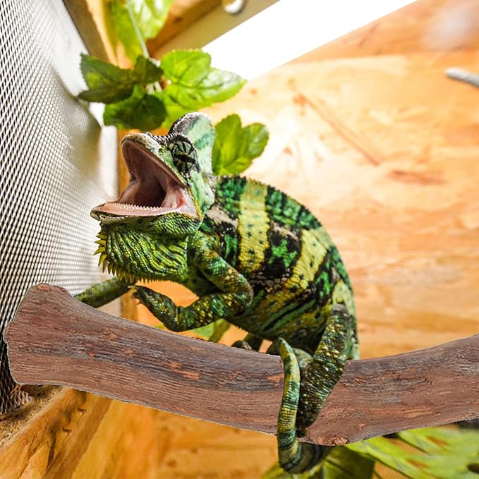 NUOBESTY Bearded Dragon Wooden Tree Branch Rack Lizard Climbing Toy Natural Reptile Decor for Terrarium Encourages Exercise Coordination for Reptiles Pets