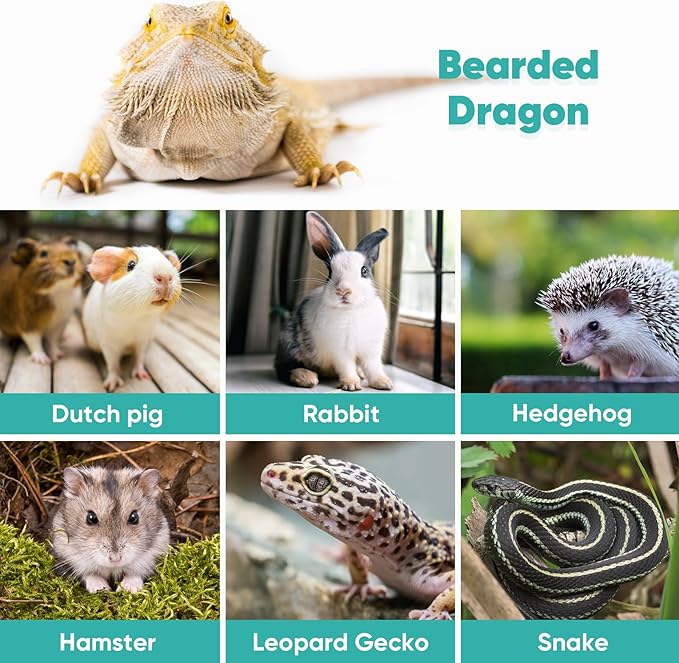 LIKZINWA Bearded Dragon Lizard Leash Harness,4 Size Pack Adjustable Small Animal Harness for Reptile and Small pet (New Dinosaur Wing)