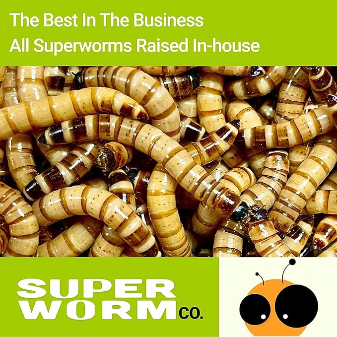 Live Superworms - 200ct - Large