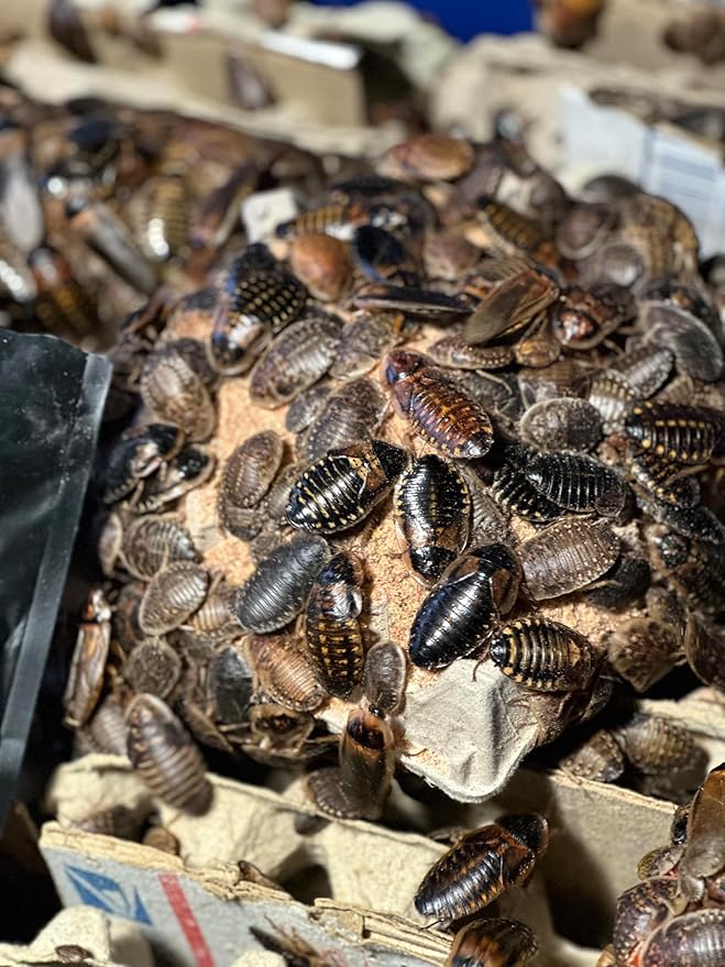 BadAssBugs™ 2LB Dubia Roach Chow Wild Berry