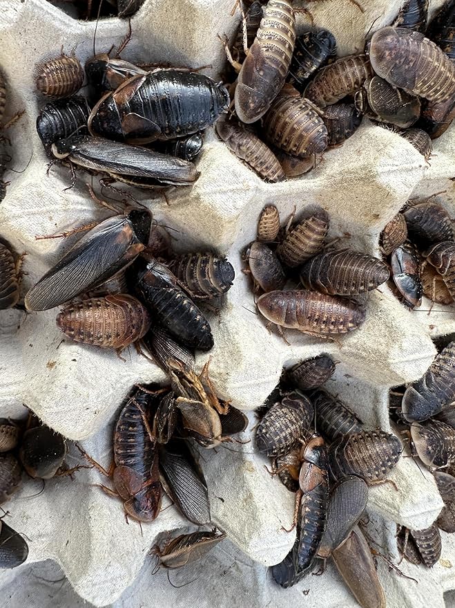 Mixed Sized Live Dubia Roaches 50 Ct | Sizes 1/4 inch, 1/2 inch, 1 inch |Reptile Food Live Arrival | Includes Dubia Roach Chow