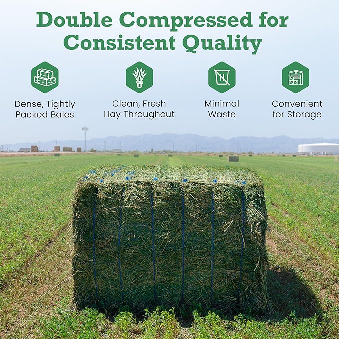 Border Valley Teff Grass Hay Bales, 40 lb - Soft Fine Stem Hay for Rabbits, Guinea Pigs, Chinchillas, Tortoises, Horses and Livestock - High Fiber Grass Bales, Farm-to-Home Freshness