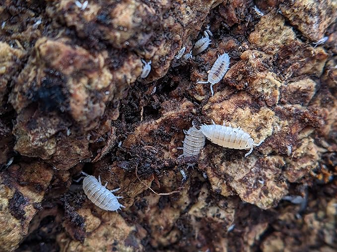 Live Dwarf White (Trichorhina tomentosa) Isopod - Cleanup Crew, Reptile & Amphibian Food (25 Count)