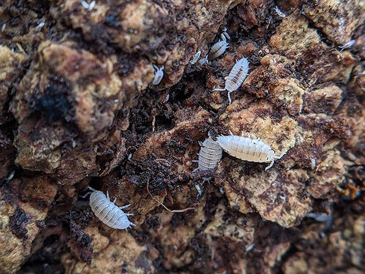 Ordinary Feed Co. Live Dwarf White (Trichorhina tomentosa) Isopod - Cleanup Crew, Reptile & Amphibian Food (50 Count)