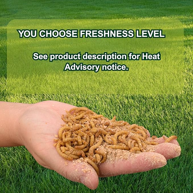 Exotic Nutrition 2000pk Live Mealworms (1/2")
