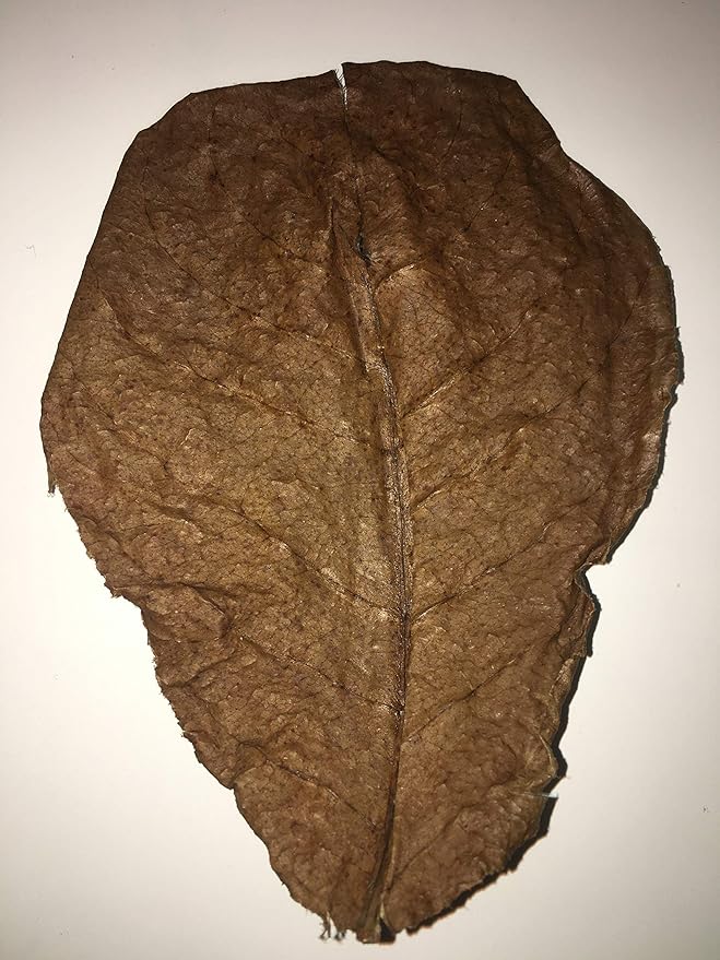 Awesome Aquatic Hermit Crab Catappa Large Indian Almond Leaves 10 7” - 9” Natural Leaf Litter Provides Humidity, Crab Treat with Cellulose, Promotes Breeding, Natural Hiding Spots, Easy to Use