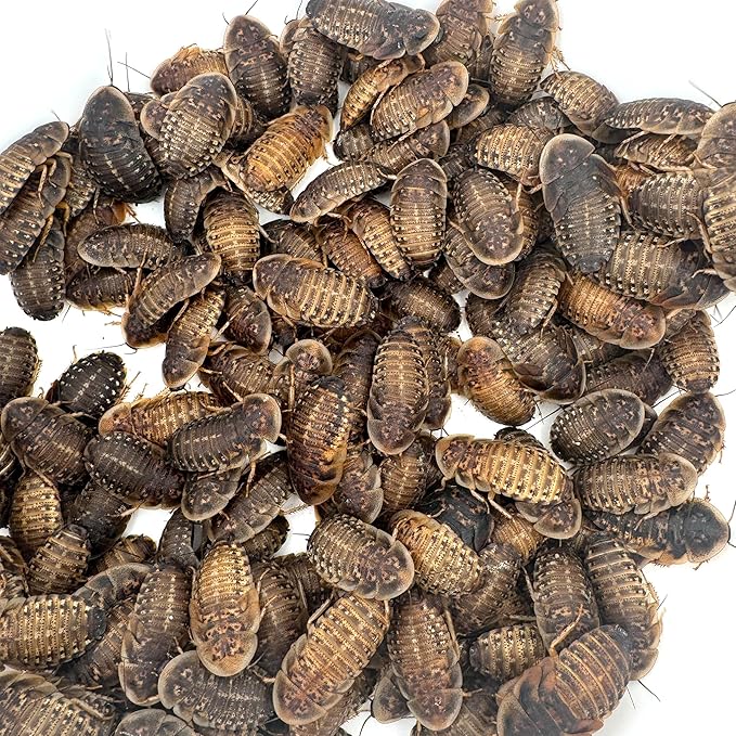 Dubi Deli Dubia Roaches – Food for Reptiles, Tarantulas, Bearded Dragons, Geckos, and Insect-Eating Pets – High Protein, Easy to Digest, Healthier Alternative to Crickets (1.25", 75 Count)