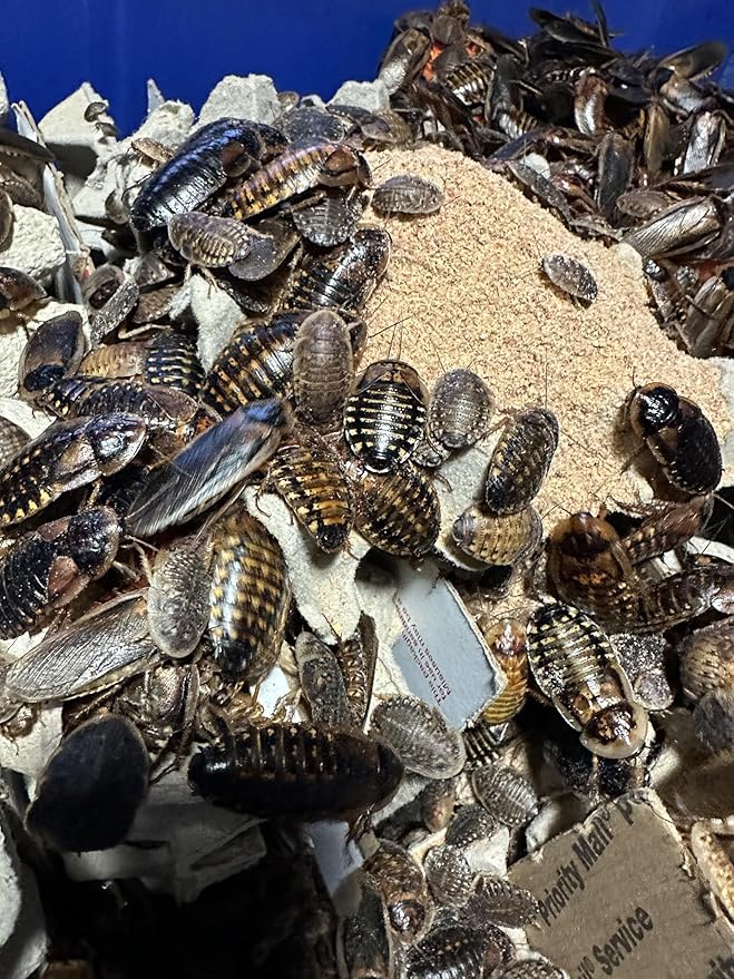 BadAssBugs™ 2LB Dubia Roach Chow Wild Berry