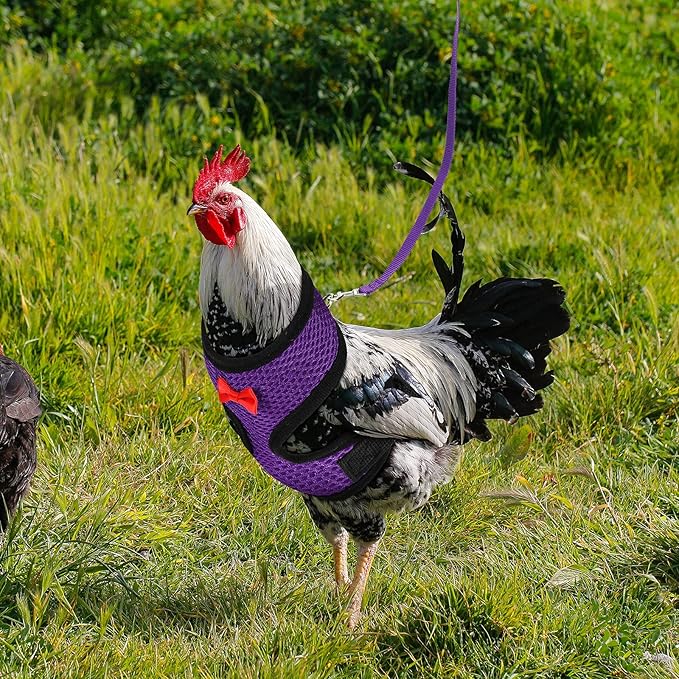 Boao 3Pieces Adjustable Chicken Harness and Leash Set Spring Summer Breathable Comfortable Elastic Hen Vest Breathable Harness for Hens Duck Goose Pet Training Walking Supplies(M,Blue, Black, Purple)
