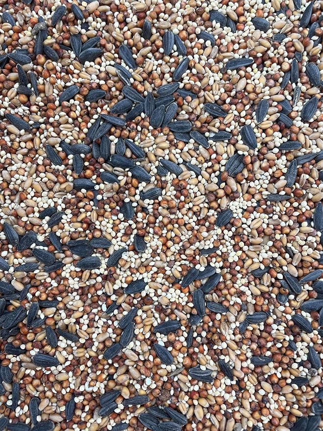 Corn Free Special Mix Wild Bird Seed (25 Lb Bag)