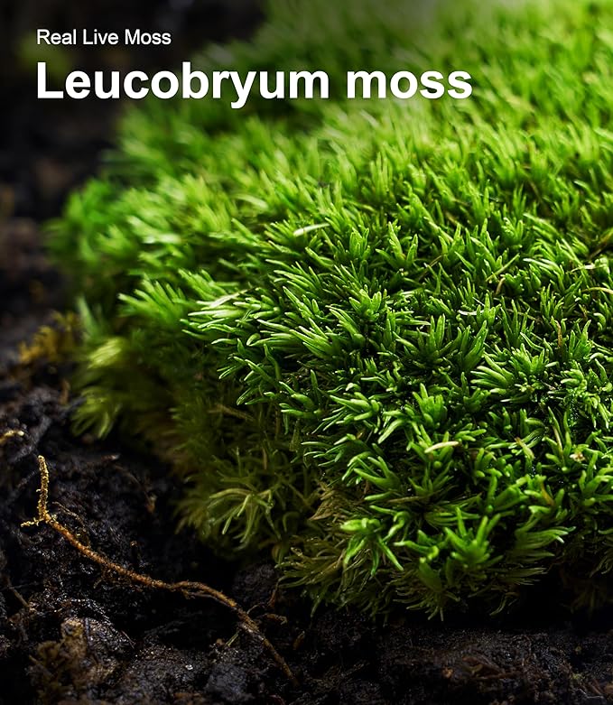 Live Moss Variety Pack for Reptiles– 3-Pack Mixed Real Terrarium Mosses (Each 3.5" x 7") – Live Sheet/Sphagnum Moss for Snake Gecko Turtle Frog Habitats, DIY Plant Décor – Fresh Reptiles Substrate