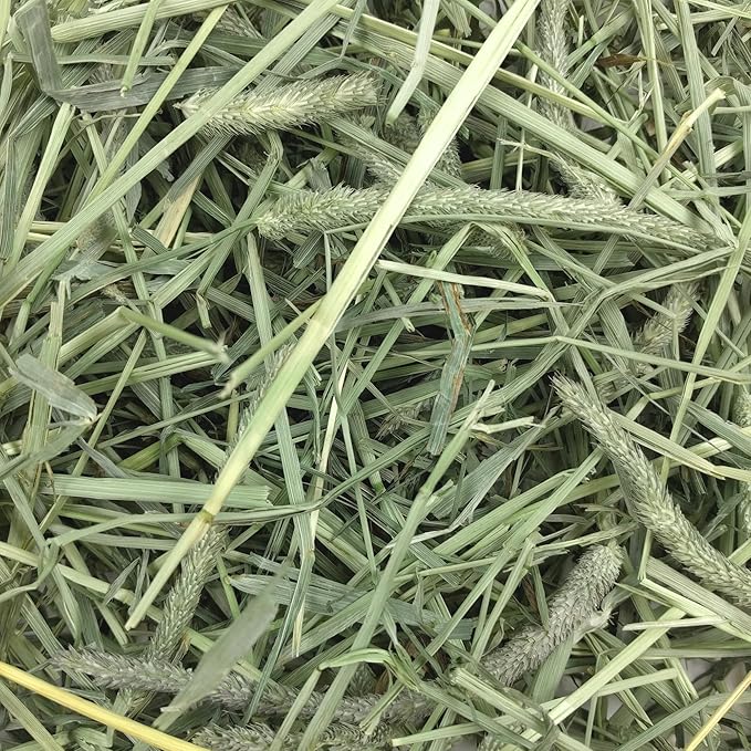 Oxbow Western Timothy Hay, Guinea Pig Hay, Small Pet Bunny Supplies, All Natural Grass for Guinea Pig, Bunny, Chinchilla & Hamster, Oxbow Rabbit Supplies for Bunnies, 90 oz. bag