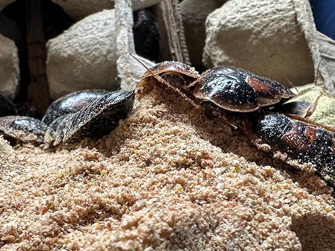 BadAssBugs™ 3LB Dubia Roach Chow Wild Berry