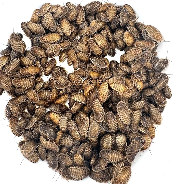 Dubi Deli Dubia Roaches – Food for Reptiles, Tarantulas, Bearded Dragons, Geckos, and Insect-Eating Pets – High Protein, Easy to Digest, Healthier Alternative to Crickets (3/4", 200 Count)
