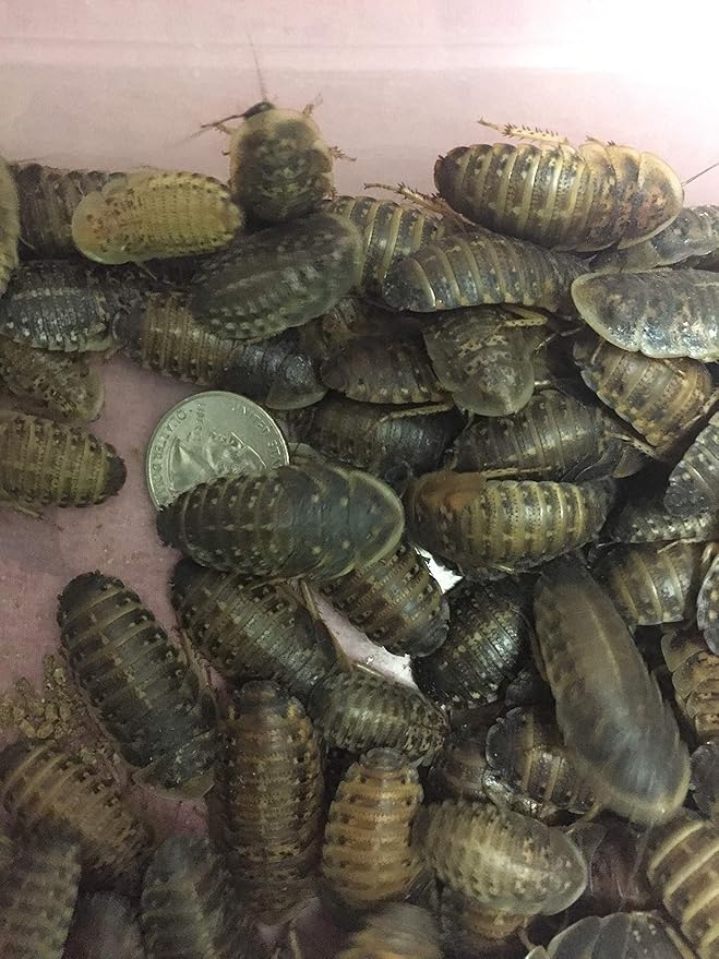 Large Live Dubia Roaches 50 ct (1" or 2") | Reptile Food Live Arrival | Includes Insect Food