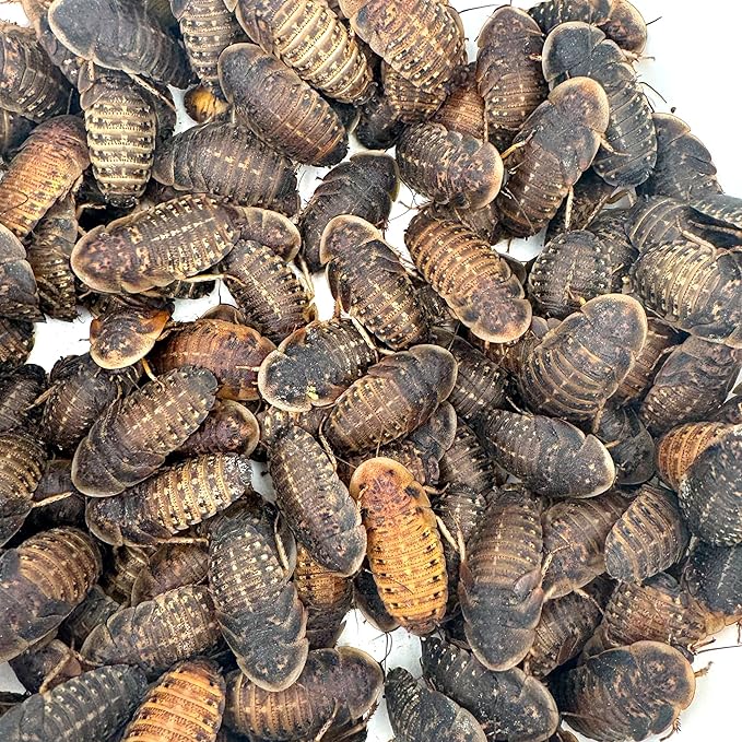 Dubia Roaches – Food for Reptiles, Tarantulas, Bearded Dragons, Geckos, and Insect-Eating Pets – High Protein, Easy to Digest, Healthier Alternative to Crickets (1.50"+, 75 Count)