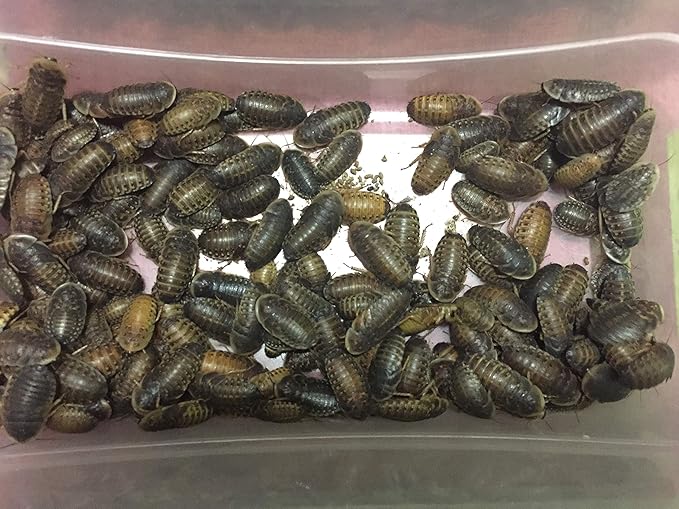 Large Live Dubia Roaches 50 ct (1" or 2") | Reptile Food Live Arrival | Includes Insect Food
