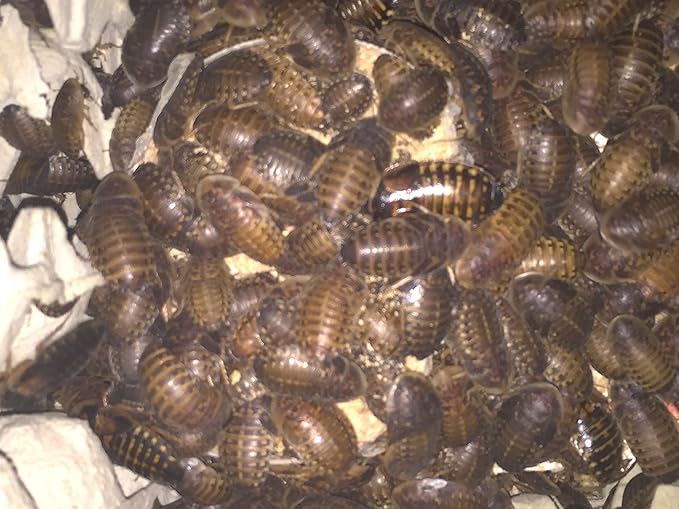 Large Live Dubia Roaches 200 ct (1"-2") | Reptile Food Live Arrival | Includes Insect Food
