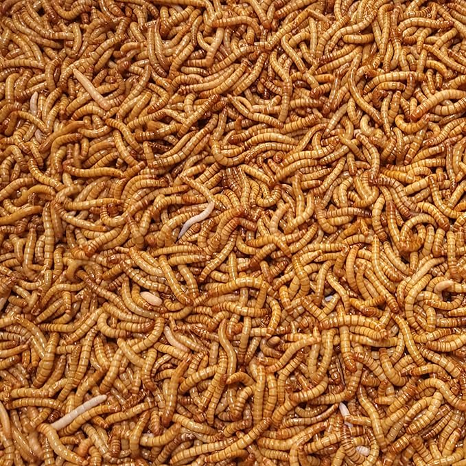 Predator Foods Bulk Live Giant Worms 1.25-1.75 in - (500 Count)