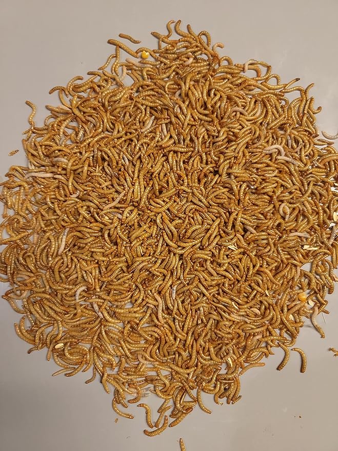 Predator Foods Bulk Live Mealworms - 1500 Count (Small - ~0.25")
