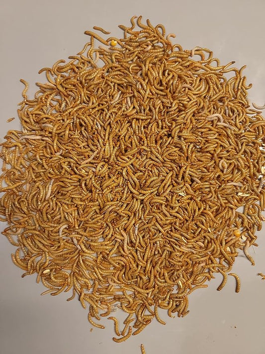 Predator Foods Bulk Live Mealworms - 1500 Count (Small - ~0.25")