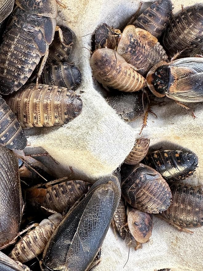 Mixed Sized Live Dubia Roaches 50 Ct | Sizes 1/4 inch, 1/2 inch, 1 inch |Reptile Food Live Arrival | Includes Dubia Roach Chow
