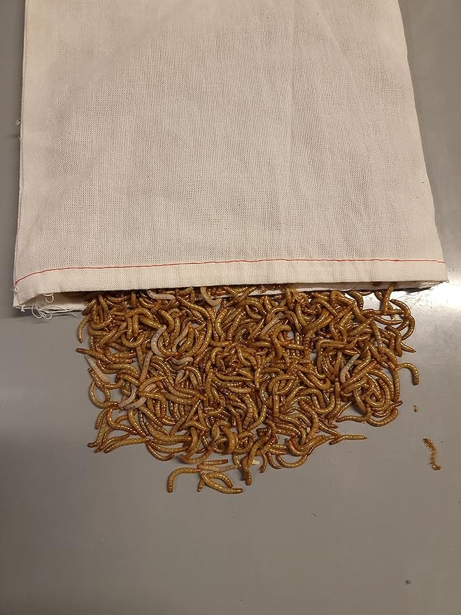 Predator Foods Bulk Live Mealworms - 1500 Count (Small - ~0.25")