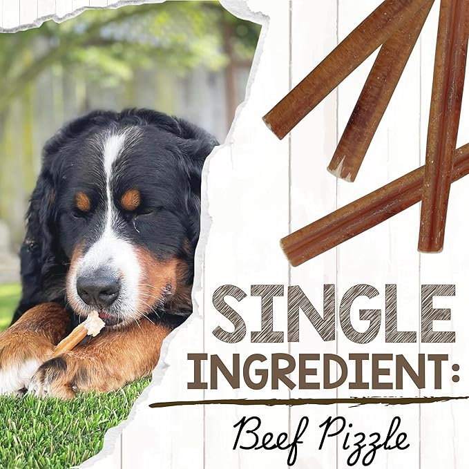 Nature Gnaws Large Bully Sticks for Dogs 5-6" (15 Count) - Thick Long Lasting for Aggressive Chewers and Large Dogs - Natural Beef Dog Chew Bones