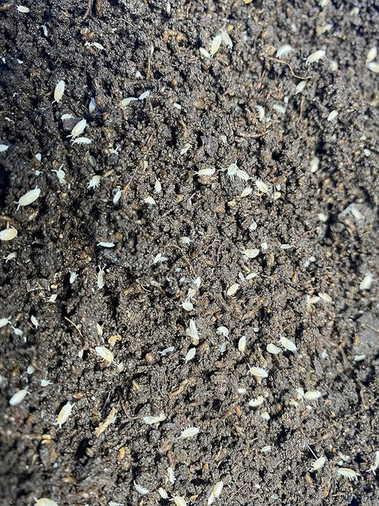 Pocket Pets 30 Dwarf White Isopods and Mixed Springtail Eggs in Living Bioactive Soil Clean Up Crew for Reptile and Amphibian Food Order only if Your 5 Day Forecast Temps are Between 20 and 95