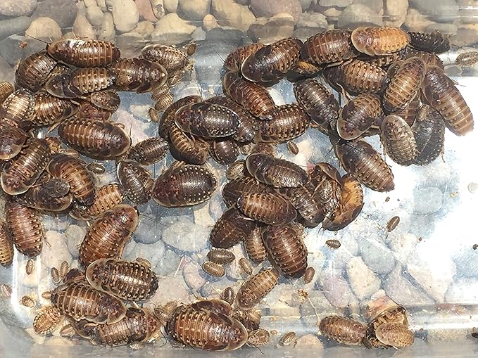 Large Live Dubia Roaches 100 ct (1"-2") | Reptile Food Live Arrival | Includes Insect Food