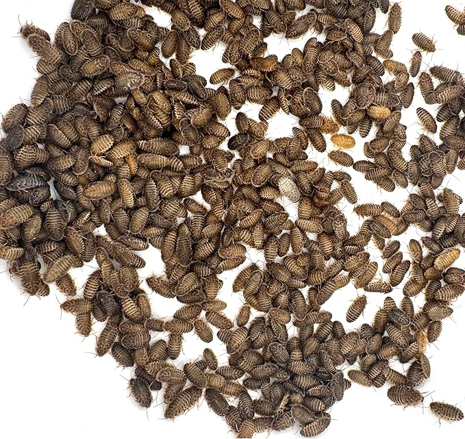 Dubia Roaches – Food for Reptiles, Tarantulas, Bearded Dragons, Geckos, and Insect-Eating Pets – High Protein, Easy to Digest, Healthier Alternative to Crickets (3/8", 1000 Count)