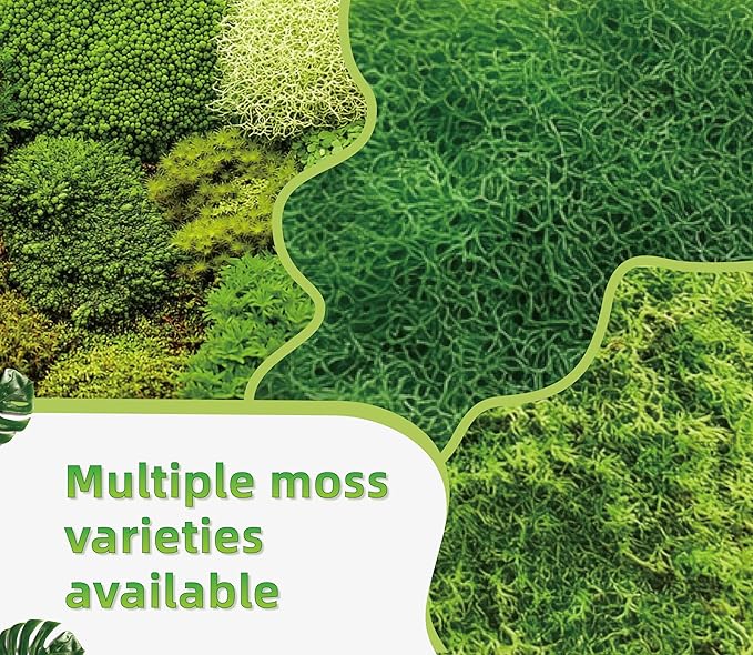 Moss Terrarium Beding Live Moss Terrarium Moss Composite Set (2 Style Moss Combination)