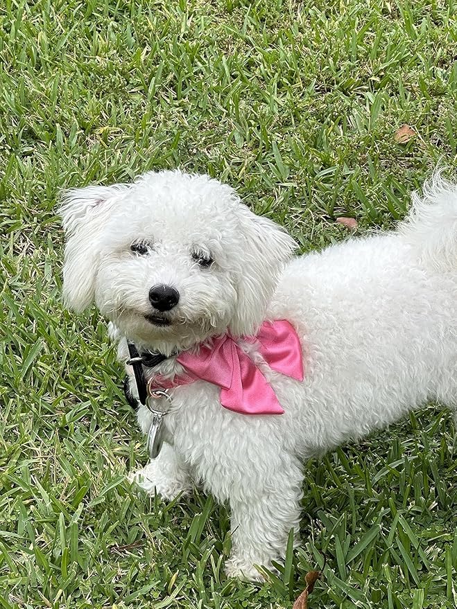 Lionet Paws Bowtie Dog Collar - Comfortable Silk Dog Collar with Detachable Bow Tie for Puppy and Cat, Neck 8-12 Inches