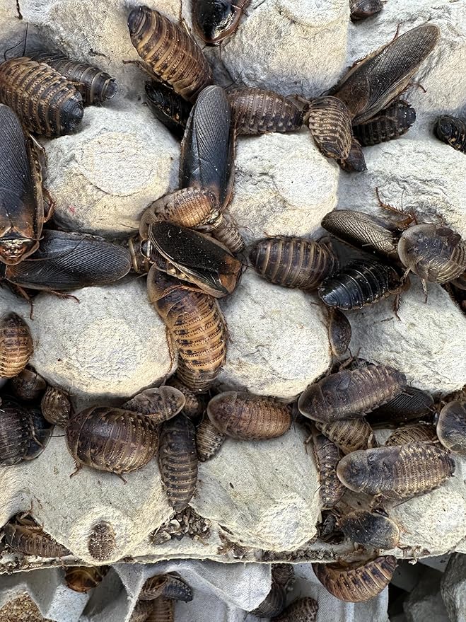 Mixed Sized Live Dubia Roaches 50 Ct | Sizes 1/4 inch, 1/2 inch, 1 inch |Reptile Food Live Arrival | Includes Dubia Roach Chow