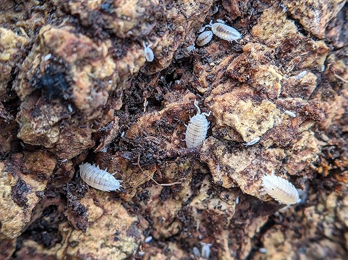 Live Dwarf White (Trichorhina tomentosa) Isopod - Cleanup Crew, Reptile & Amphibian Food (25 Count)