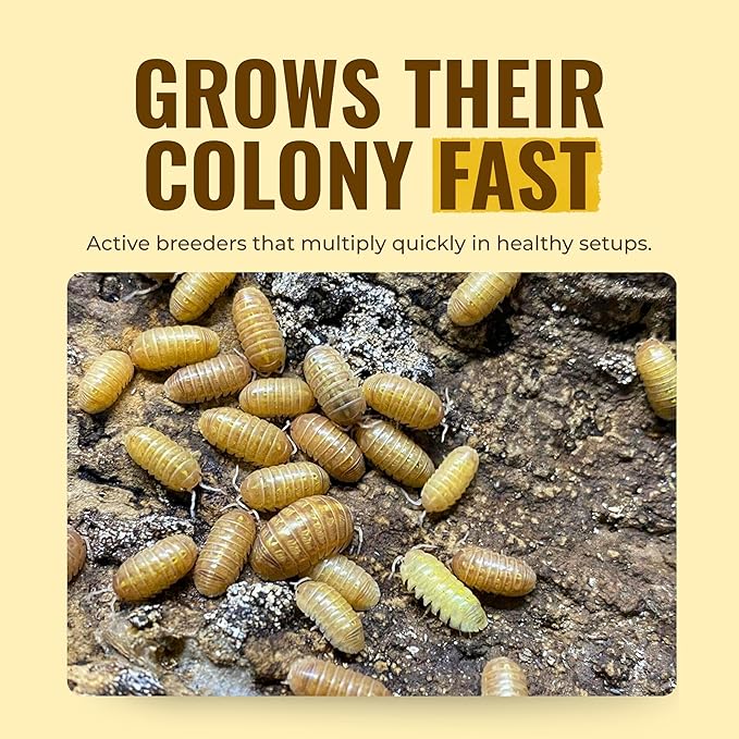 Creation Cultivated 12+ T+ Albino Armadillidium vulgare Isopods Live - Live Bugs for Bioactive Terrarium, Vivarium Clean-up Crews, and Reptile Food - Easy-Care Isopods for Terrarium