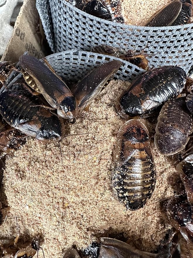 BadAssBugs™ 2LB Dubia Roach Chow Wild Berry
