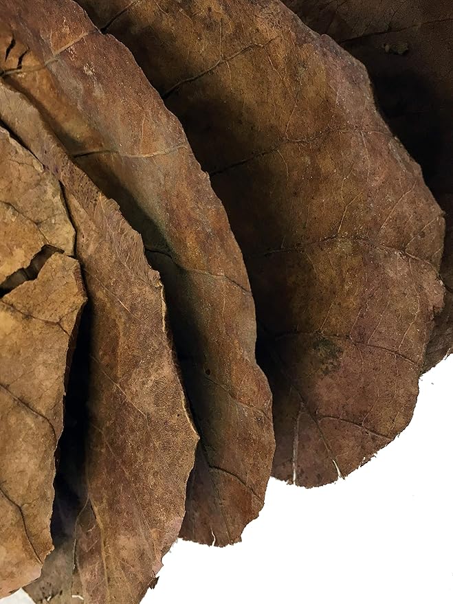 Awesome Aquatic Hermit Crab Catappa Indian Almond Leaves 10 4"-6" Natural Leaf Litter Provides Humidity, Crab Treats with Cellulose, Promotes Breeding, Natural Hiding Spots, Easy to Use