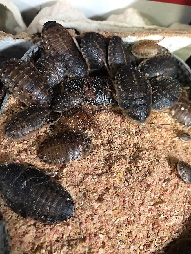 BadAssBugs™ 2LB Dubia Roach Chow Honey Horchata