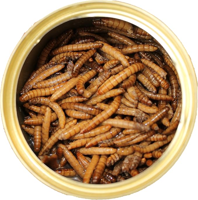 Canned Mealworms (1.2 oz. 6 Pack) - Healthy High Protein Insect Treat - Hedgehogs, Sugar Gliders, Reptiles, Wild Birds, Chickens, Lizards, Bearded Dragons, Skunks, Opossums, Fish, Amphibians, Turtles