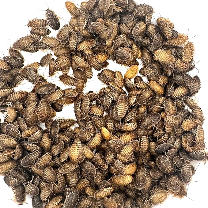 Dubi Deli Dubia Roaches – Food for Reptiles, Tarantulas, Bearded Dragons, Geckos, and Insect-Eating Pets – High Protein, Easy to Digest, Healthier Alternative to Crickets (1/2", 400 Count)
