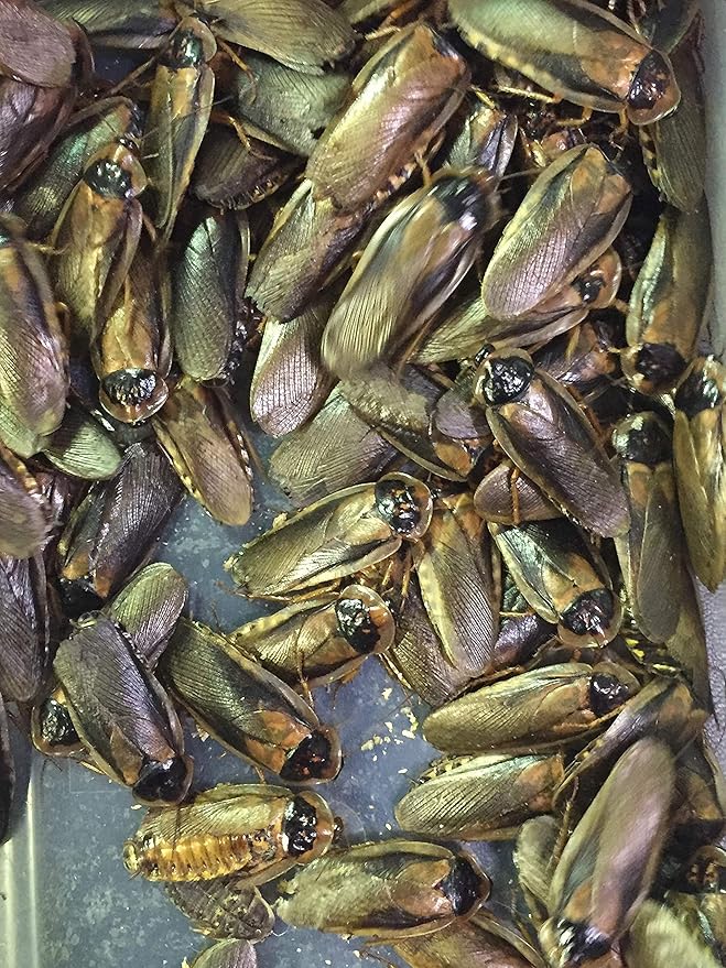 Adult Dubia Roaches 10 Females & 5 Males 15 ct