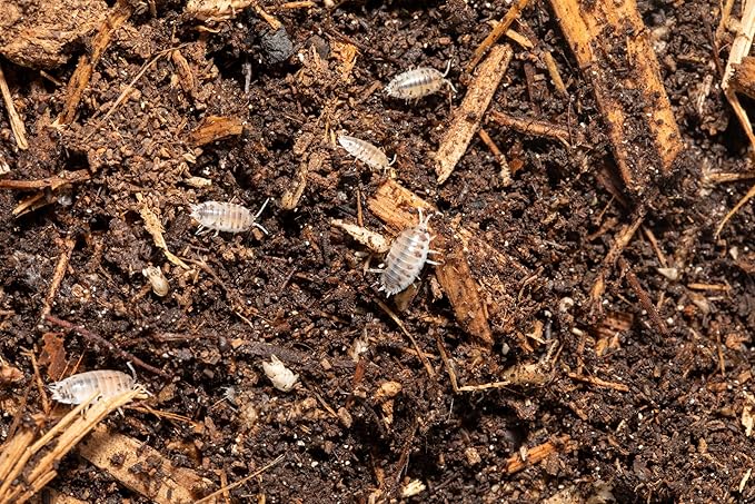 Finn's Frog Farm Deluxe Isopod and Millipede Substrate with Calcium - (1 Gallon), Brown