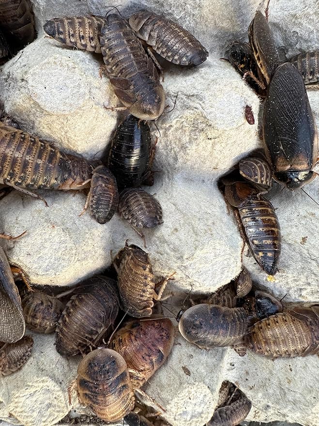 Mixed Sized Live Dubia Roaches 50 Ct | Sizes 1/4 inch, 1/2 inch, 1 inch |Reptile Food Live Arrival | Includes Dubia Roach Chow