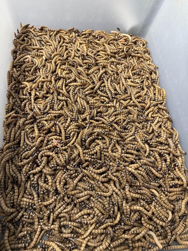 100ct Live Superworms - Kingworms- Live Arrival Guarantee