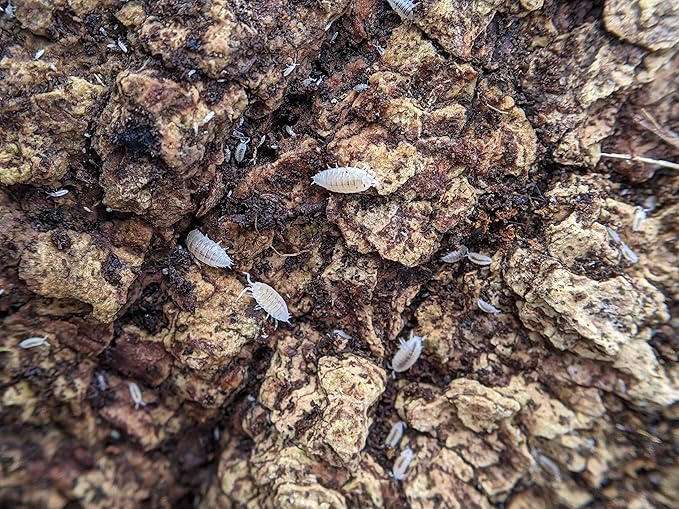 Ordinary Feed Co. Live Dwarf White (Trichorhina tomentosa) Isopod - Cleanup Crew, Reptile & Amphibian Food (50 Count)